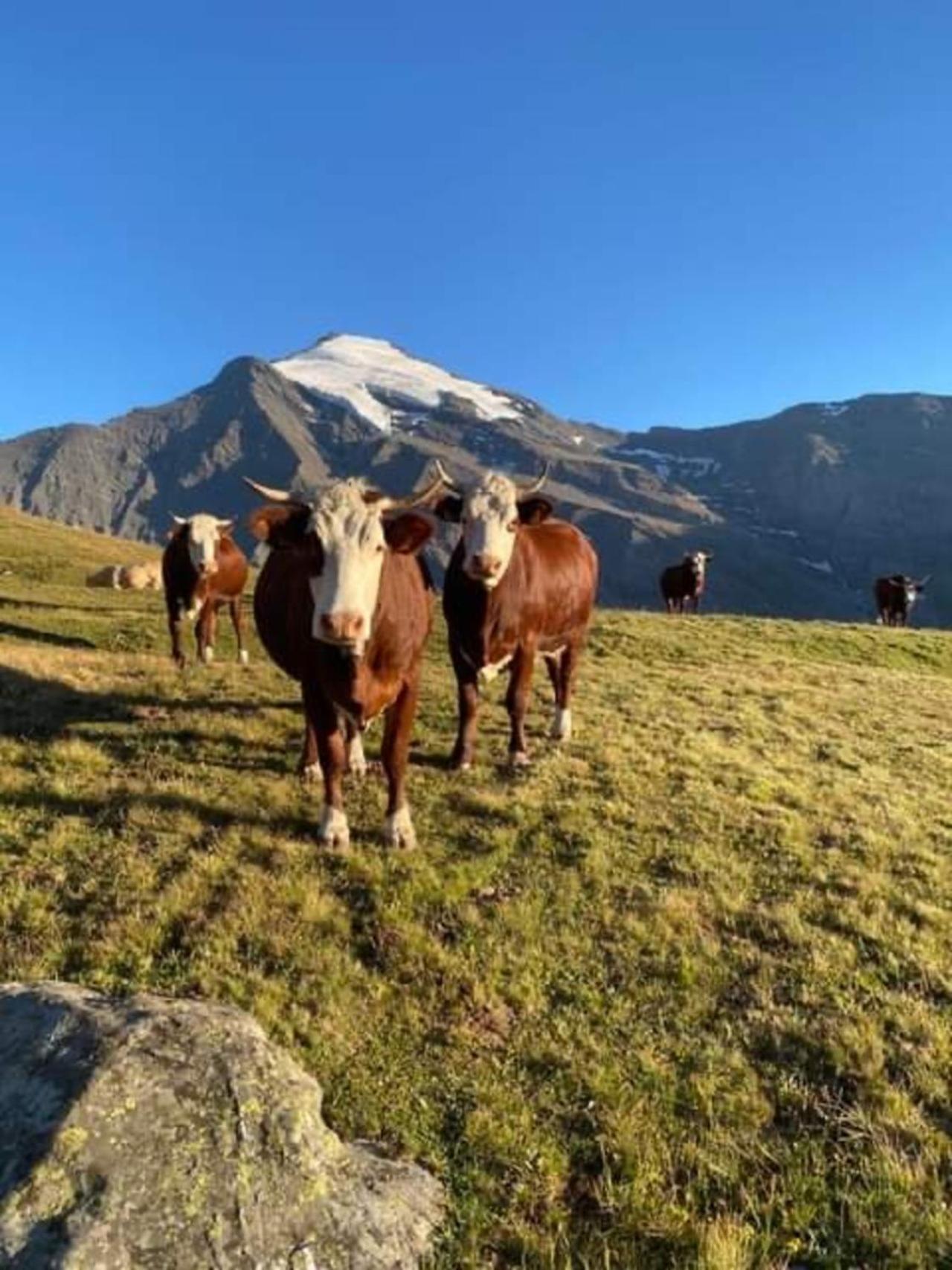 "L'Ancolie" Appartement De Charme 4 Personnes A Val Cenis 特米哥农 外观 照片